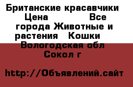 Британские красавчики › Цена ­ 35 000 - Все города Животные и растения » Кошки   . Вологодская обл.,Сокол г.